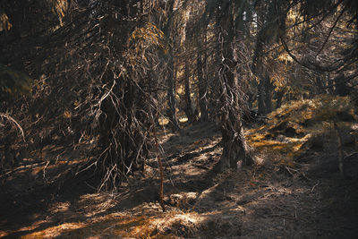 View of trees in forest