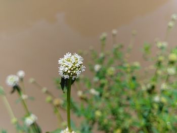 Close-up of white flowering plant