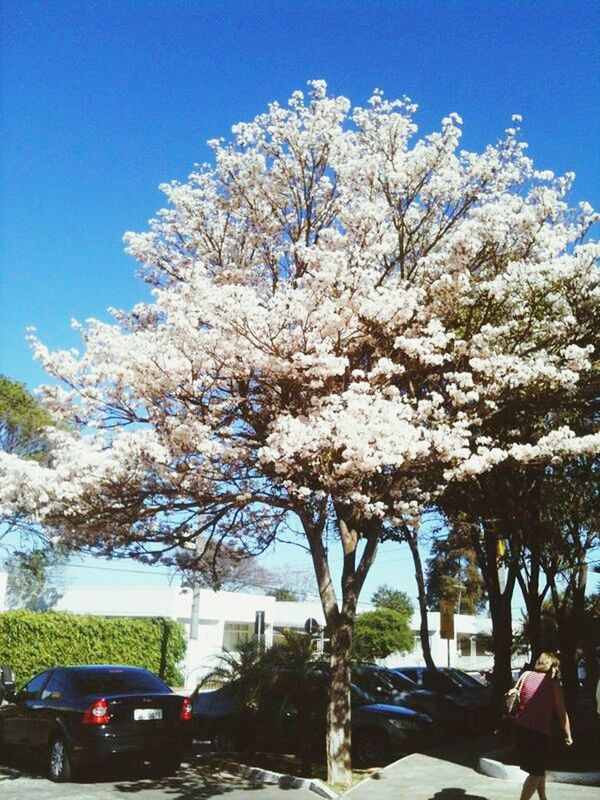 tree, land vehicle, transportation, car, flower, mode of transport, growth, branch, clear sky, road, sky, low angle view, nature, day, street, sunlight, cherry blossom, built structure, building exterior, blue