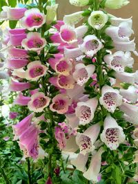 Close-up of pink flowers