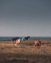 Horses on beautiful landscape close to the ocean