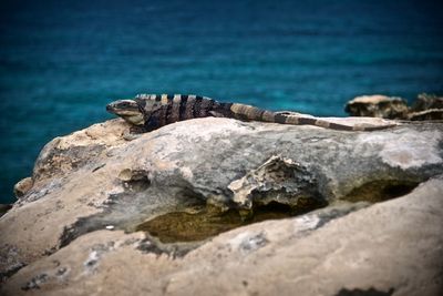 Close-up of an animal on rock