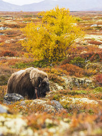 Musk ox in autumn landscape