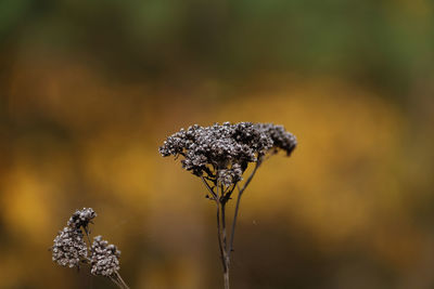 Close-up of dandelion flower