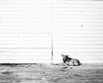 Dog sitting on wall