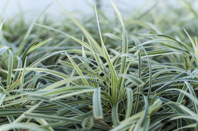 Close-up of crops growing on field