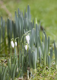 Close-up of white flowering plants on field