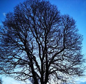 Low angle view of silhouette bare tree against blue sky