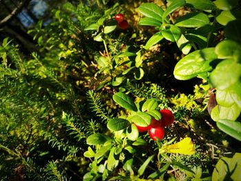 Close-up of red leaves on tree