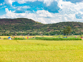 Scenic view of agricultural field against sky
