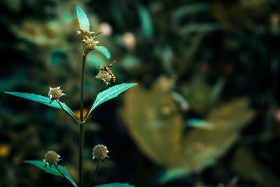 Close-up of flowering plant