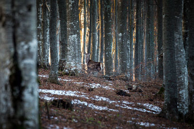 Mid distant view of deer standing amidst tree trunks on field in forest