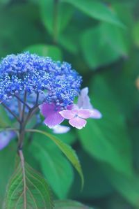 Close-up of purple flowers