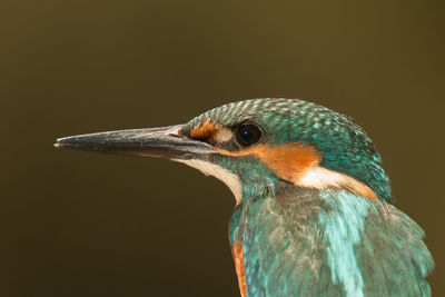 Close-up of a bird