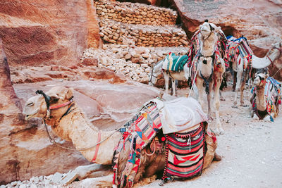 Panoramic view of people in desert