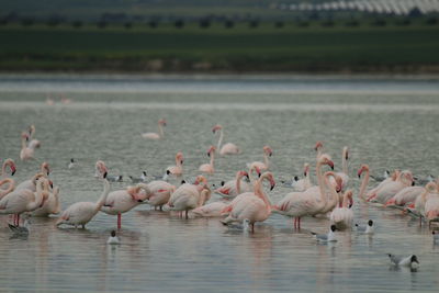 Flamingo birds in salt lake