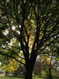 Low angle view of trees