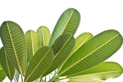 Low angle view of palm tree leaves against sky