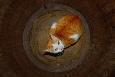 High angle view of a cat