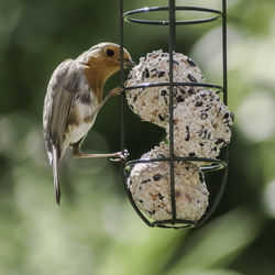 Close-up side view of bird feeder against blurred background