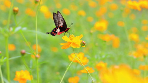 Close-up of butterfly pollinating on yellow flower