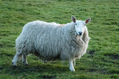 Sheep standing in a field