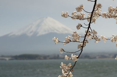 Close-up of cherry blossoms in spring