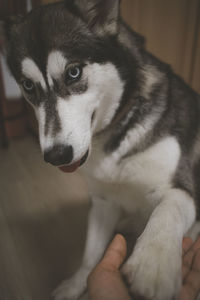 Close-up of dog looking away