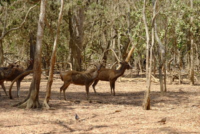 Deer in a forest