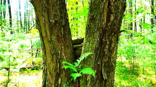 Close-up of tree trunk in forest