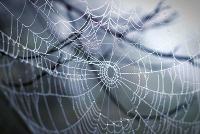 Close-up of spider on web