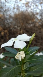 Close-up of white flowers blooming outdoors