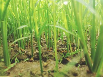 Close-up of crops growing on field