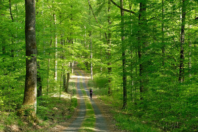 Beech forest in spring. green leaves one sporty woman with long black hair running on forest trail.