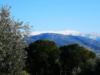 Scenic view of trees and mountains against clear blue sky