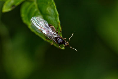 Close-up of insect on leaf