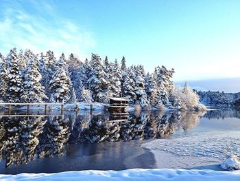 Snow covered trees