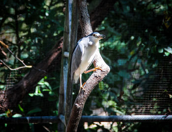 Black-crowned night heron perching on tree branch