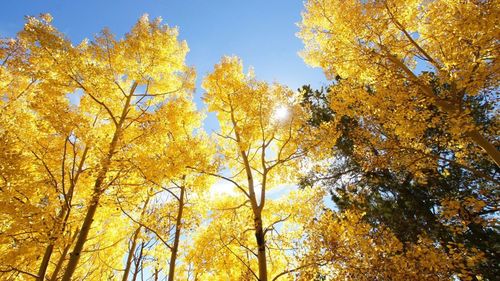 Low angle view of autumnal trees