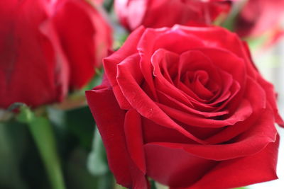 Close-up of red rose