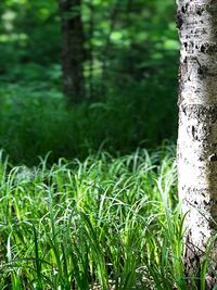 Close-up of bamboo on field