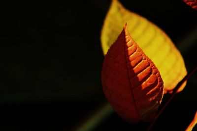 Low angle view of leaf against black background