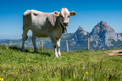 Cow standing on field against sky