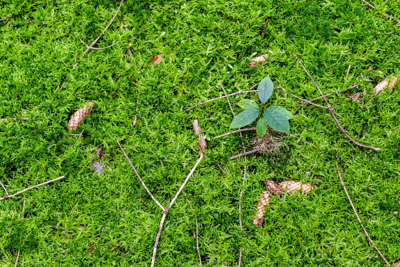 HIGH ANGLE VIEW OF FRESH GREEN PLANTS IN FIELD