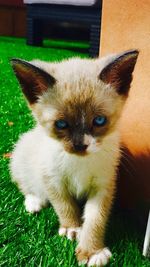 Close-up portrait of cat on grass