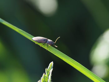 Close-up of insect on plant