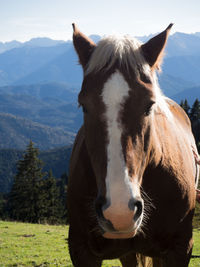 Portrait of horse standing on field against mountains