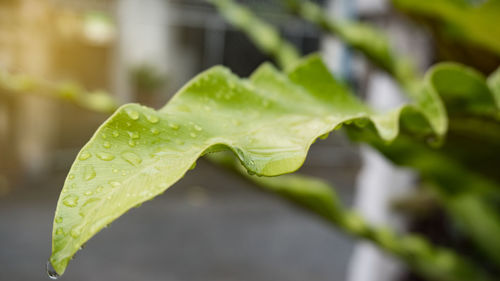 Close-up of raindrops on leaves