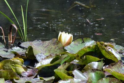 Close-up of lotus floating on water