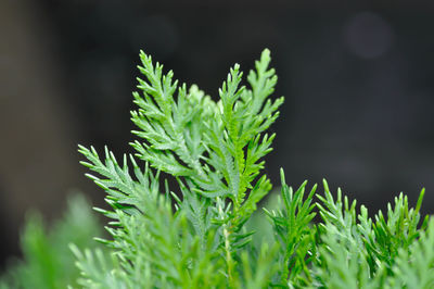 Close-up of green plant